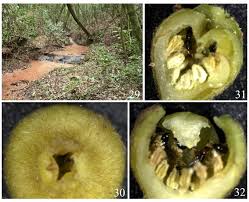 Image result for Monimiaceae