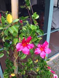 Mandevilla Vine Mandevilla Species This Is A Tropical Vine That Can Be Used As An Perennial In Your Area It Grows Bes Mandevilla Vine Annual Plants Plants