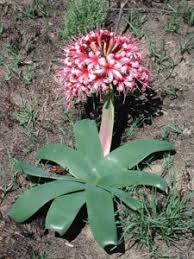 Image result for Ammocharis coranica