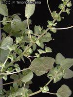 Image result for Acalypha brachystachya