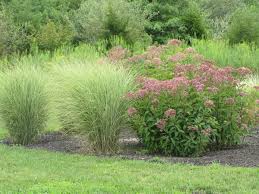 Pin On Garden
