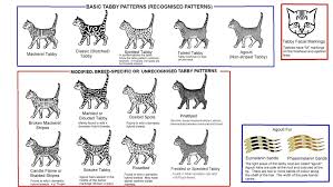 Colour And Coat Genetics In Cats Cats From Your Wildest Dreams