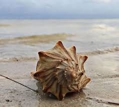 Top Of A Conch Shell Sea Shells Sea Creatures Ocean Treasures