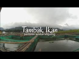 Danau saguling surut.danau siombak merupakan salah satu danau di indonesia yang kondisi perairannya. Tambak Ikan Perairan Waduk Saguling Air Sedang Surut Hayu Welah Youtube