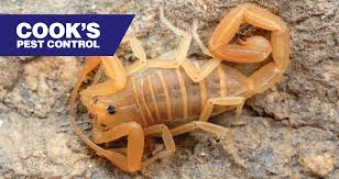 7,017,242 likes · 38,247 talking about this. Pest Profile Southern Devil Scorpion