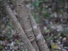 Image result for Olax gambecola