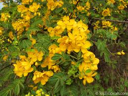 Image result for Cassia thyrsoidea