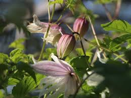 Clematis lagoon is offered in a full gallon size with free shipping! Clematis Rosy O Grady Clematis Macropetala Rosy O Grady Baumschule Horstmann