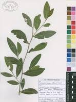 Image result for Suregada