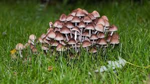 I will definitely be adding these to our garden in scotland. Hd Wallpaper Mushrooms Autumn Nature Mushroom Picking Moist Close Garden Wallpaper Flare