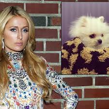 We did not find results for: Paris Hilton Ihr Neuer Luxus Hund Ist Zu Hause Bunte De