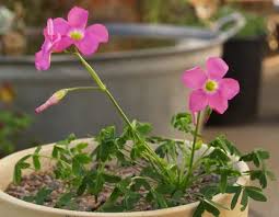 Image result for Oxalis semiloba