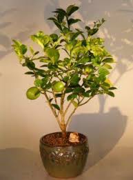 The key lime tree probably originated from the area of the malay archipelago but has been cultivated for centuries in many tropical areas around the world. Dwarf Key Lime Tree Beautiful Indoor Citrus Tree Key Lime Tree Indoor Citrus Tree Bonsai Tree
