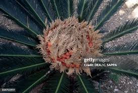 Image result for Cycadaceae