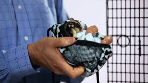 Best Sugar Glider Cages For Sale Large Small Cheap Reviews 2020