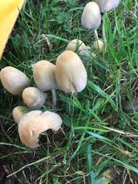 Sind Das Giftige Pilze Im Englischen Garten Munchen Biologie Pflanzen