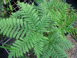 Image result for Pteris tripartita