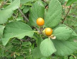 Image result for Cordia monoica