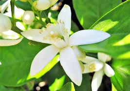 Pin En Primavera