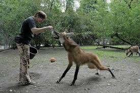 maned wolf facts habitat diet life cycle baby pictures