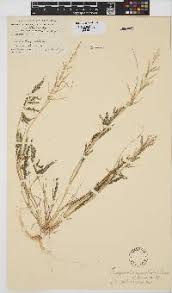 Image result for Panicum kalaharense