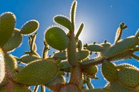 There are about 190 different species of opuntia. Morocco Prickly Pear Opuntia Ficus Indica Against The Sun Amf002874 Martin Moxter Westend61