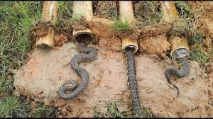 Easy Deep Hole Snake Trap Amazing Boys Catch Snake With The Bamboo Hol Snake Wilderness Survival Camping Survival
