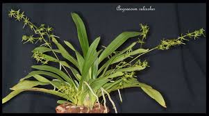 Image result for Angraecum calceolus