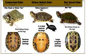 Sliders Id Turtle Habitat Slider Turtle Turtle Aquarium