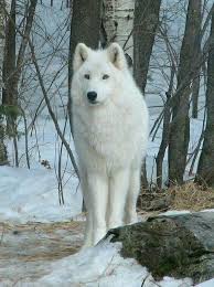 Je Ne Suis Pas Tres Douer Pour Les Resumes Alors Allez Lire Le Prolog Loupgarou Loup Garou Amreading Books Wattpad Loup Blanc Images Loup Chien Loup