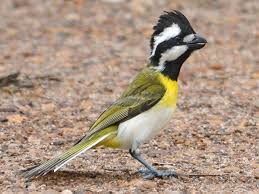 Image result for Leucas tettensis