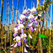 Profumati fiori a grappolo, danno fiori a grappoli, profumatissimi fiori a grappolo definizioni che puoi trovare nei cruciverba e che contengono la parola grappoli: Glicine Macrobotrys Vendita Piante Online Letuepiante