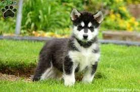 The alaskan malamute is built for strength and endurance. Becca Alaskan Malamute Puppy For Sale In Pennsylvania Alaskan Malamute Malamute Alaskan Malamute Puppies