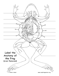 Check out our liver diagram selection for the very best in unique or custom, handmade pieces from our shops. Frog Anatomy Under The Liver