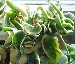 Hoya compacta 'hindu rope' f. Hoya Carnosa Compacta Margin Variegata Uhlig Kakteen More Than 5 000 Different Species