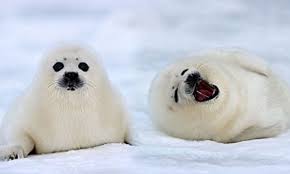 What An Ice Smile Adorable Two Week Old Seal Pups Show Their Playful Side Under The Watchful Eye Of Their Mother Daily Mail Online