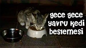 Gece Gece Yavru Kedi Besleme Satin Alma Sahiplen Kedi Videolari Youtube