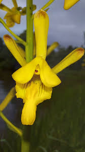 Image result for Eulophia angolensis