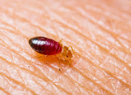 Comment Eviter De Ramener Des Punaises De Lit De Son Voyage