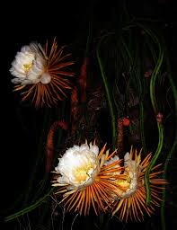 Queen Of The Night Selenicereus Grandiflorus Is A Forest Cactus From Central America With The Biggest Flower In The Cactus Plants Cacti And Succulents Plants