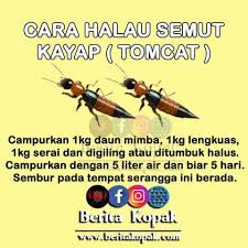15 cara mengusir semut yang ampuh agar tidak datang lagi 1. Cara Menghalau Ular Semut Demi Rakyat Johor Facebook