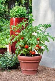 How To Plant A Garden Tomato Plant In Pot Potted Tomato Plants Growing Tomato Plants Growing Vegetables