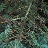 Image result for needle cast on spruce trees