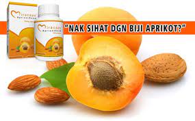 Makan biji aprikot rasa macam lebih bersemangat, tak rasa ngantuk. Miracaps Apricot Seed Penawar Sakit Lutut