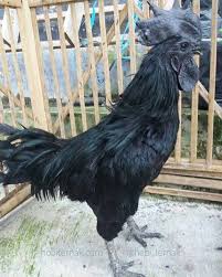 Jago Ayam Cemani Tampil Sebelum Kirim Ke Jakarta Ayamcemani Cemani Ternakunggas Ternakayam Ternakayamhias Ayam Http Ift Tt 2qfintp Ternak Ayam