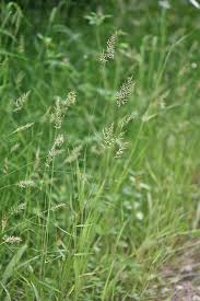 Image result for Anthoxanthum