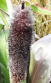 Image result for Cenchrus unisetus