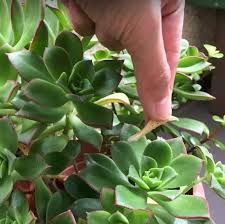 Large gaps are developing between the leaves. Common Problems With Succulents And How To Fix Them Succulent Plant Care