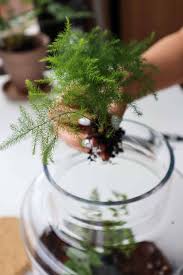 Image result for Asparagus setaceus