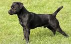 Patterdale Terrier - Wikipedia